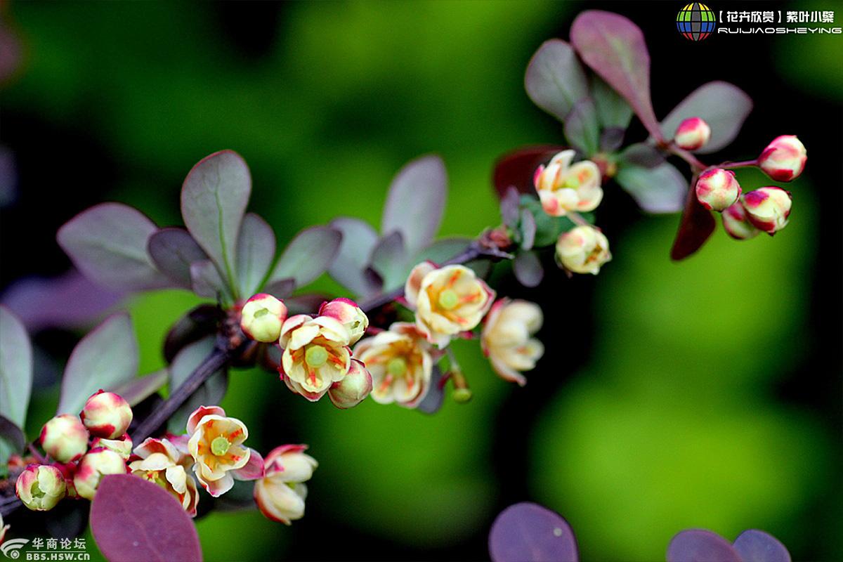【花卉欣赏】紫叶小檗