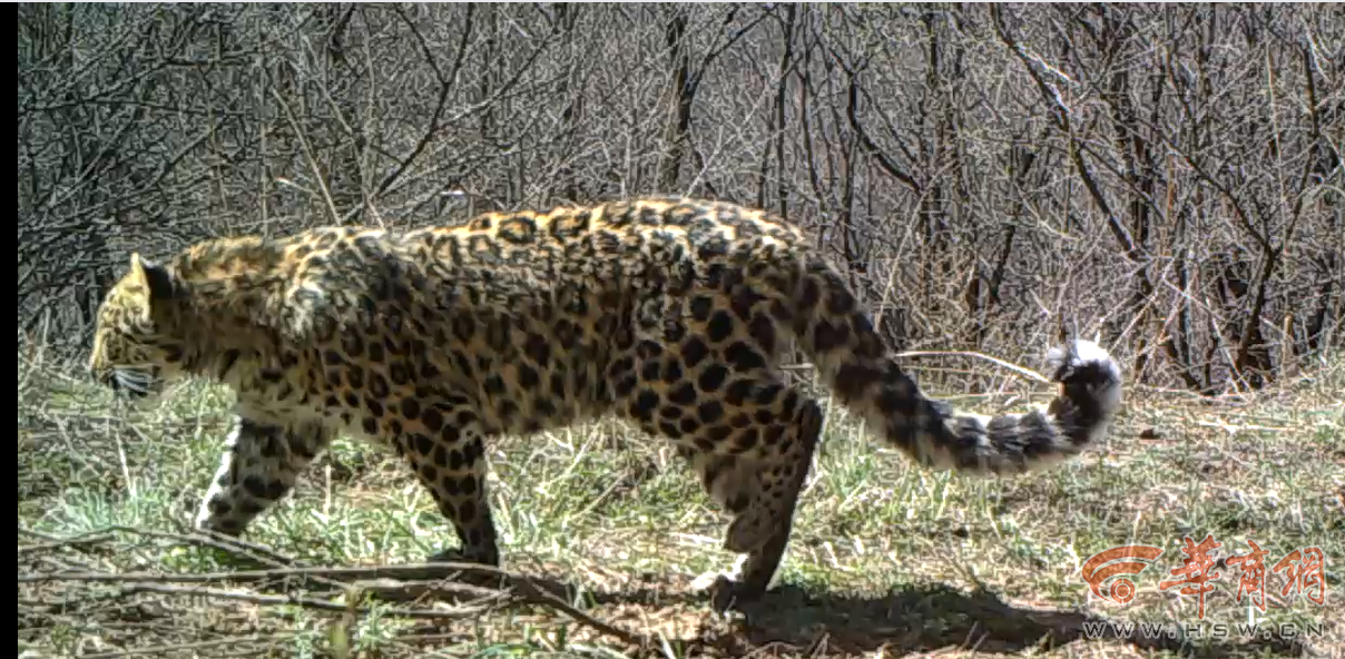 延安发现中国境内迄今最大野生华北豹种群