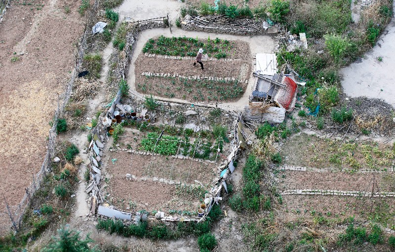 闹市里最后的一片菜地 不少西安市民在此开荒种菜