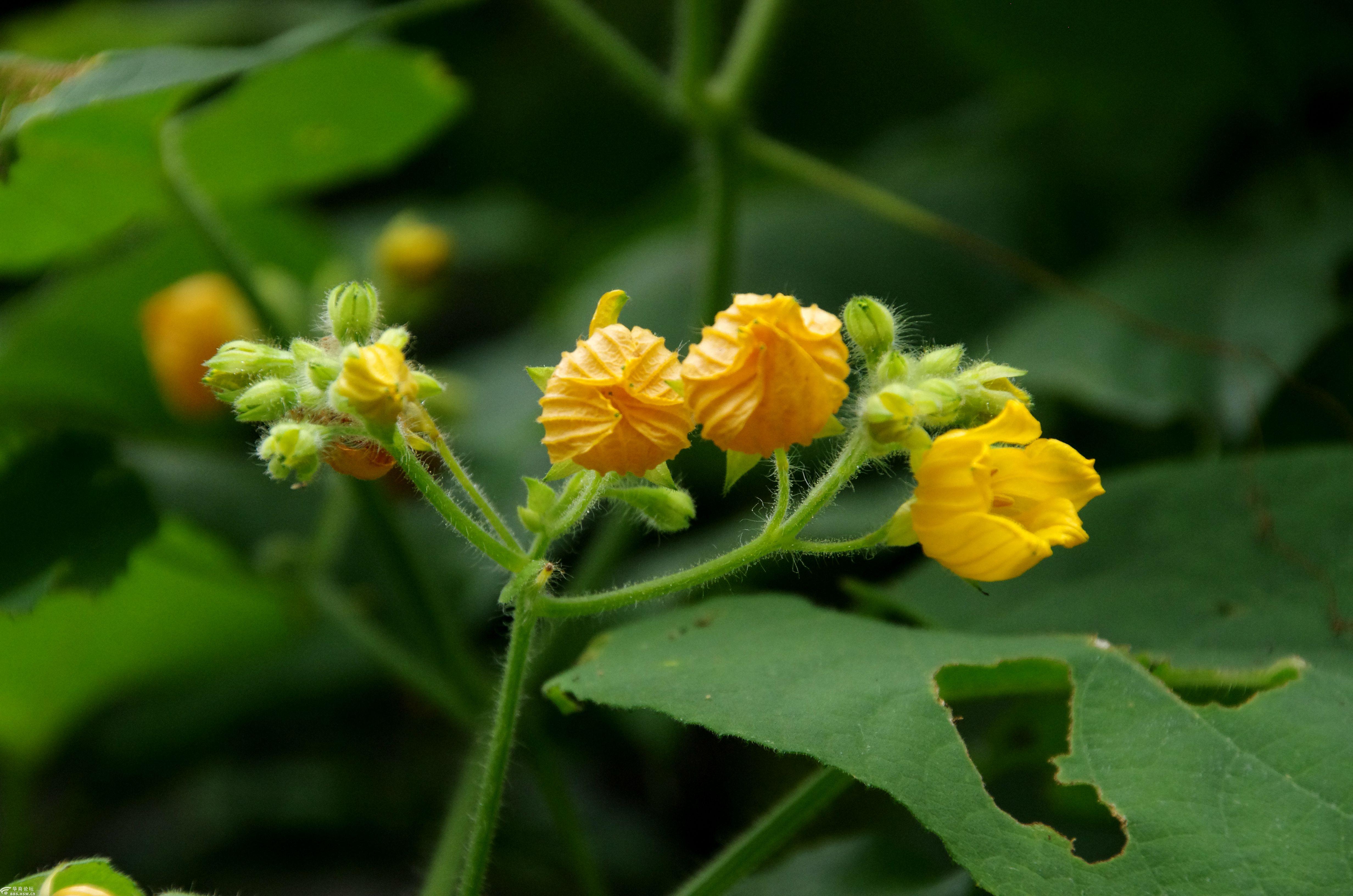 行摄飞扬秦岭花草77南瓜花