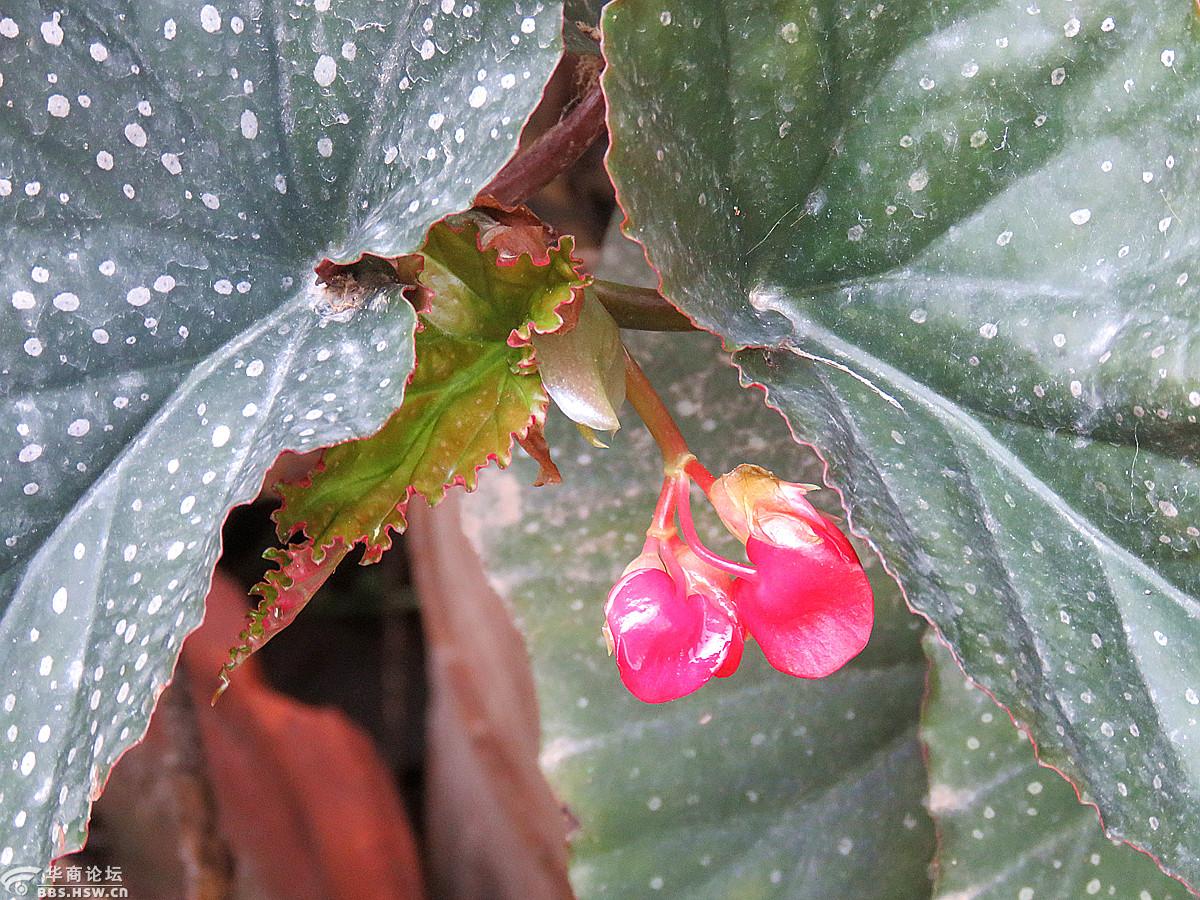 院中——虎皮海棠