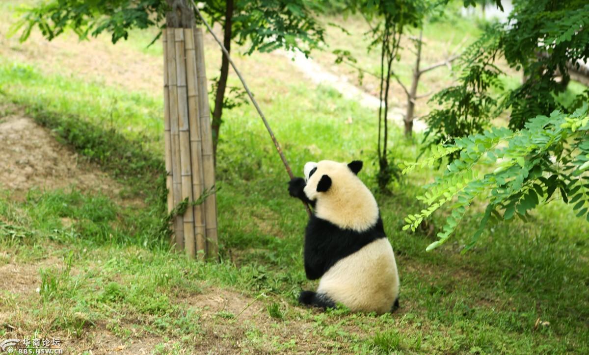 秦岭大熊猫研究中心在楼观台成立