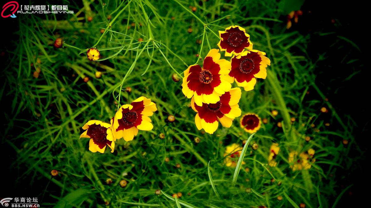 【花卉欣赏】蛇目菊