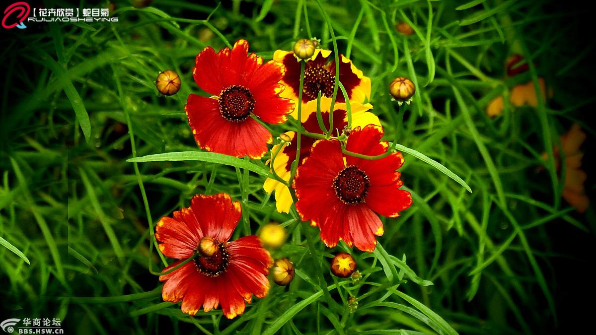 【花卉欣赏】蛇目菊