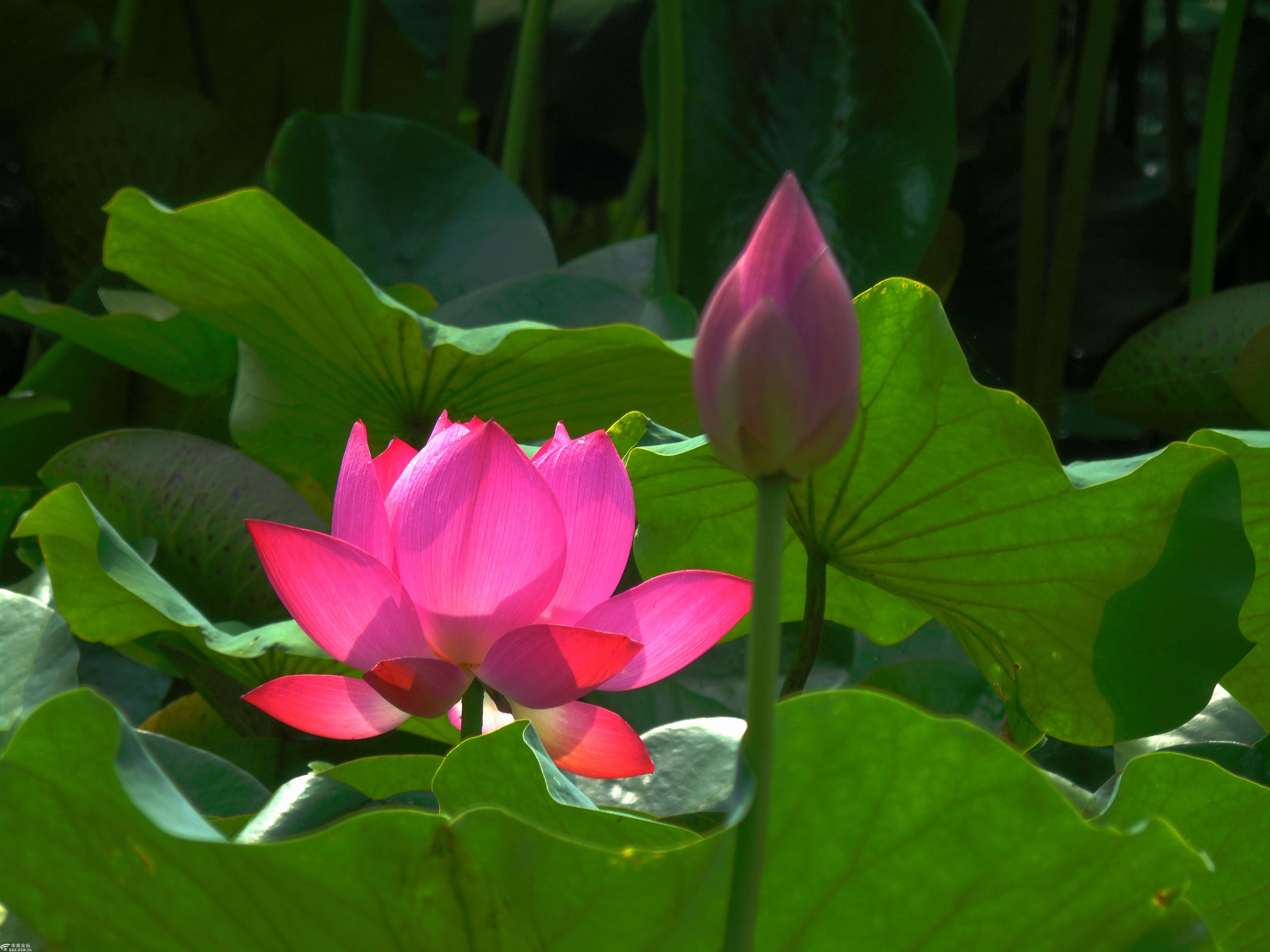 兴庆公园的荷花美滴很