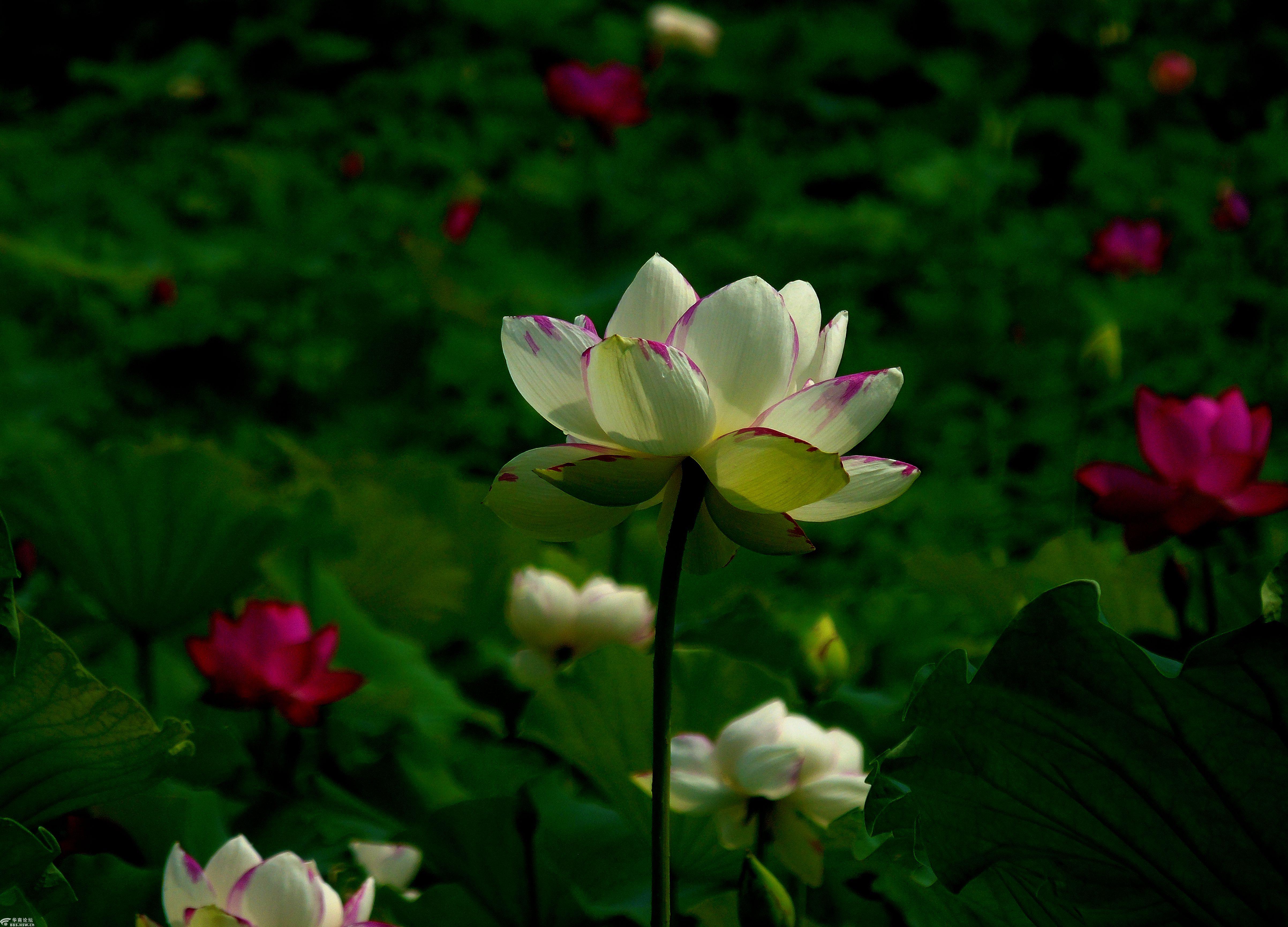 兴庆公园的荷花美滴很