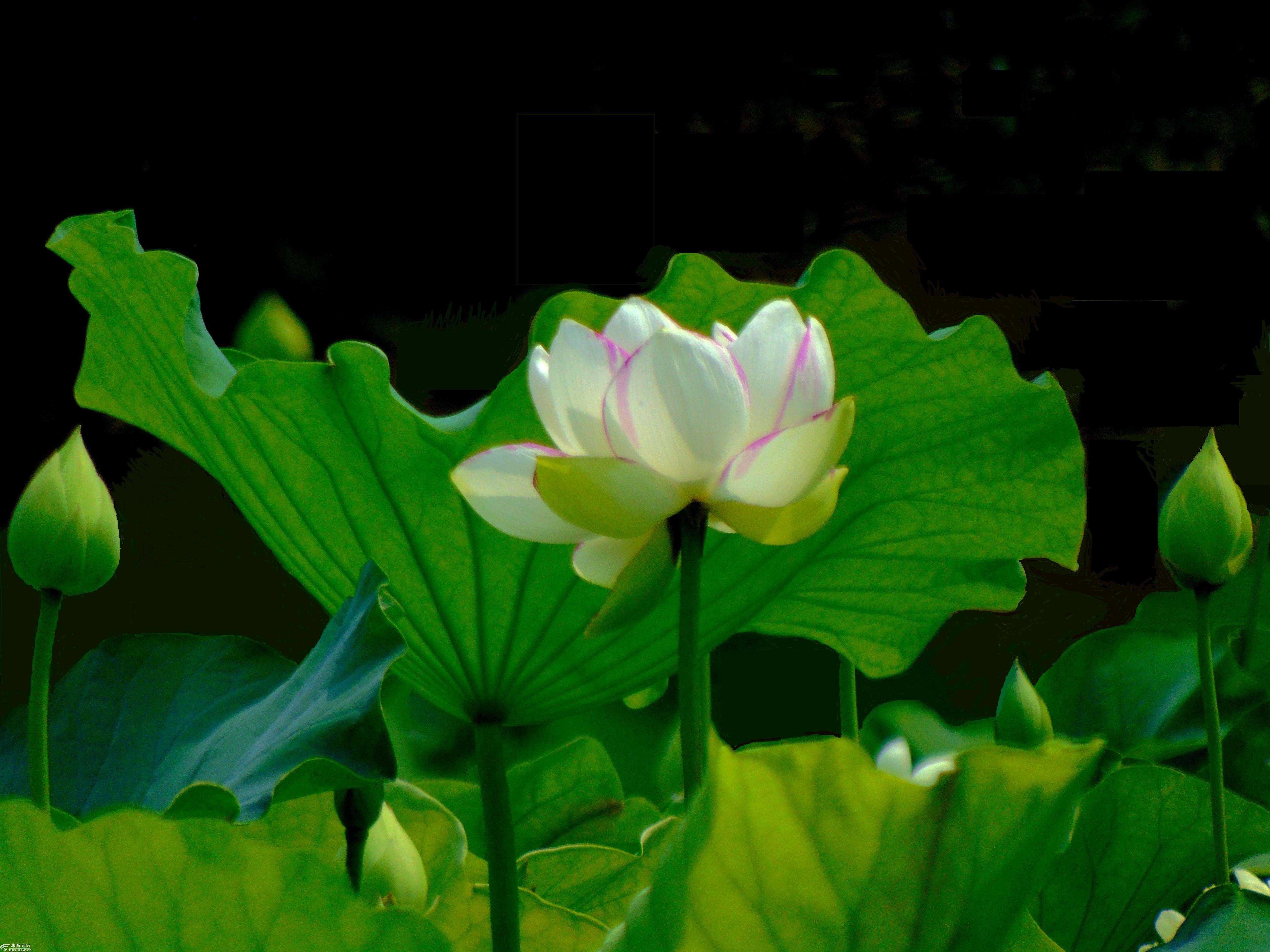 兴庆公园的荷花美滴很