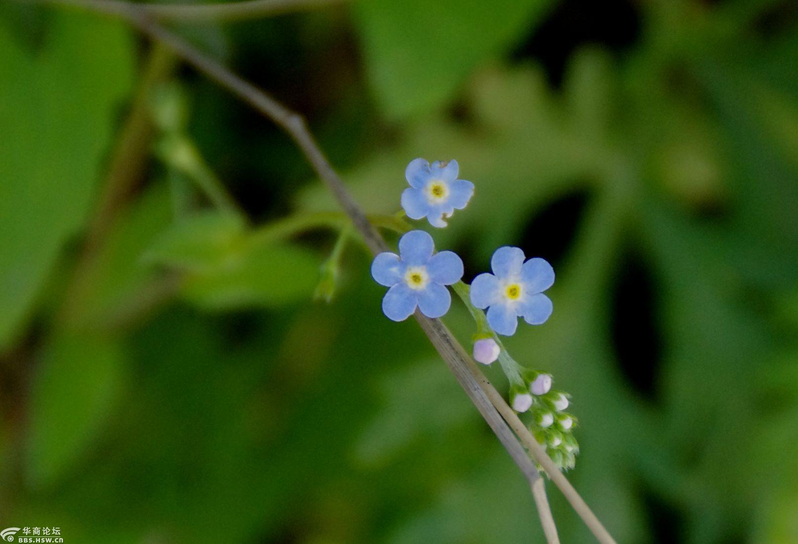 行摄飞扬秦岭花草79婆婆纳