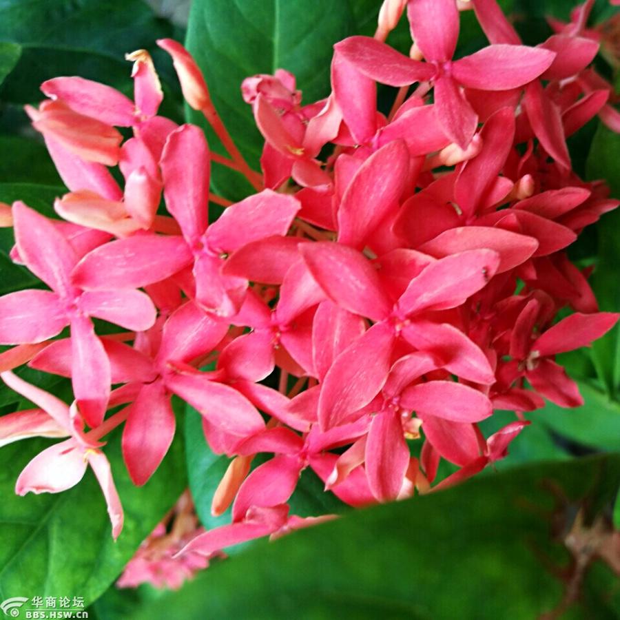 骄阳吻红龙船花