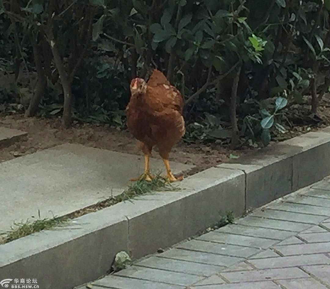 社区有只流浪鸡
