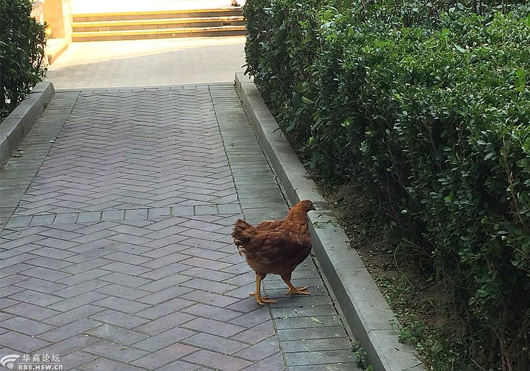 社区有只流浪鸡