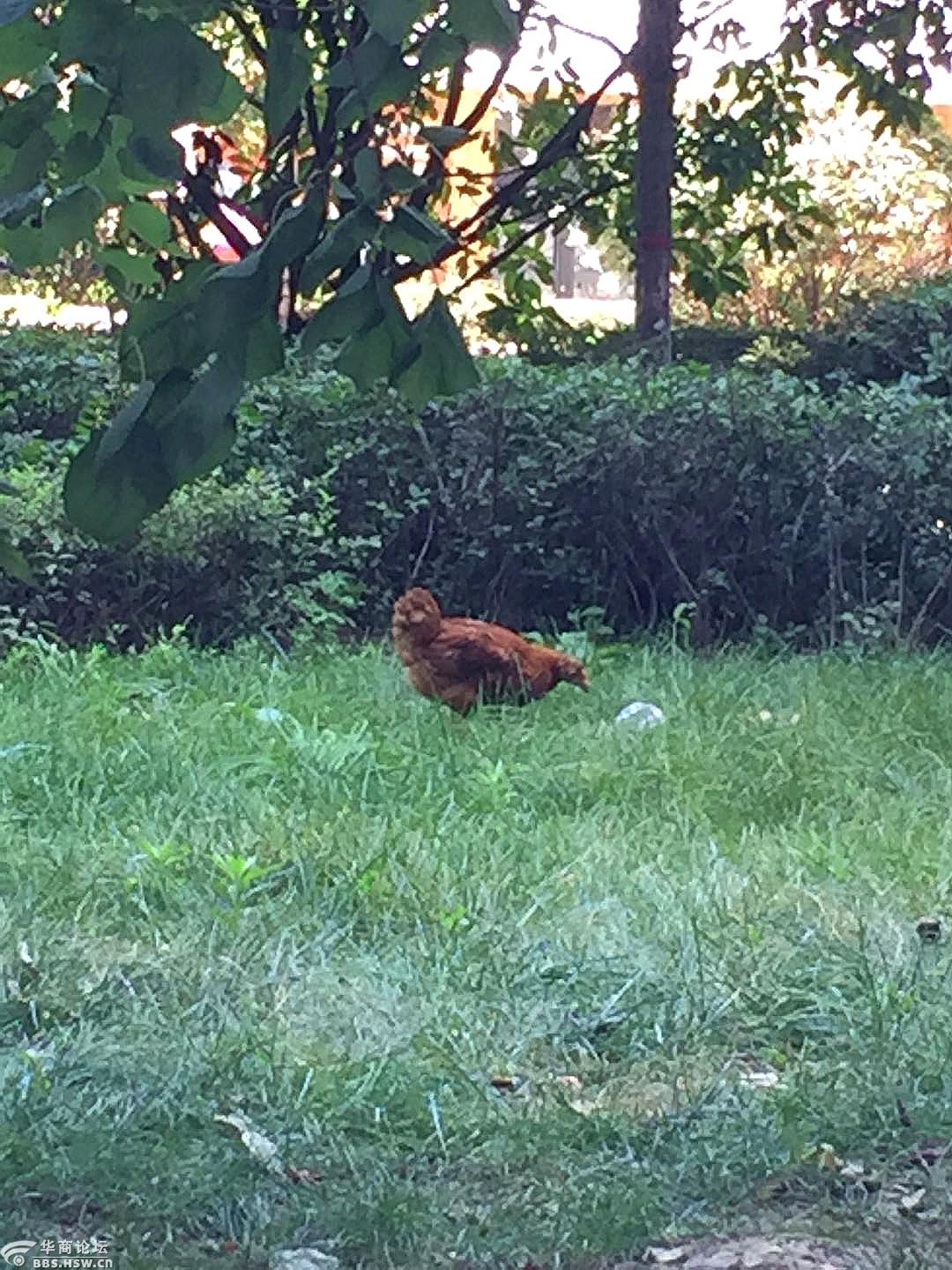 社区有只流浪鸡