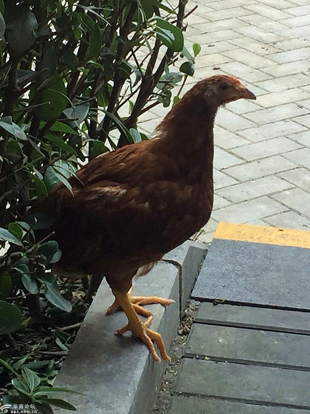 社区有只流浪鸡