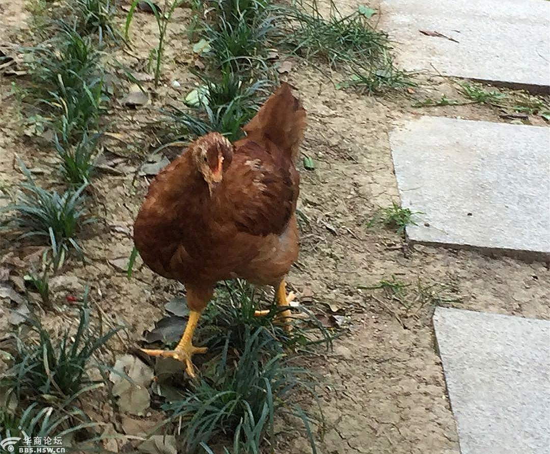 社区有只流浪鸡