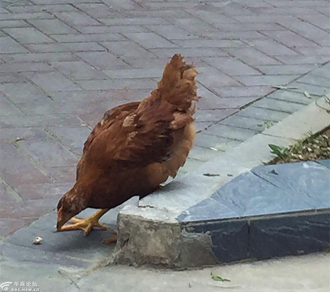 社区有只流浪鸡