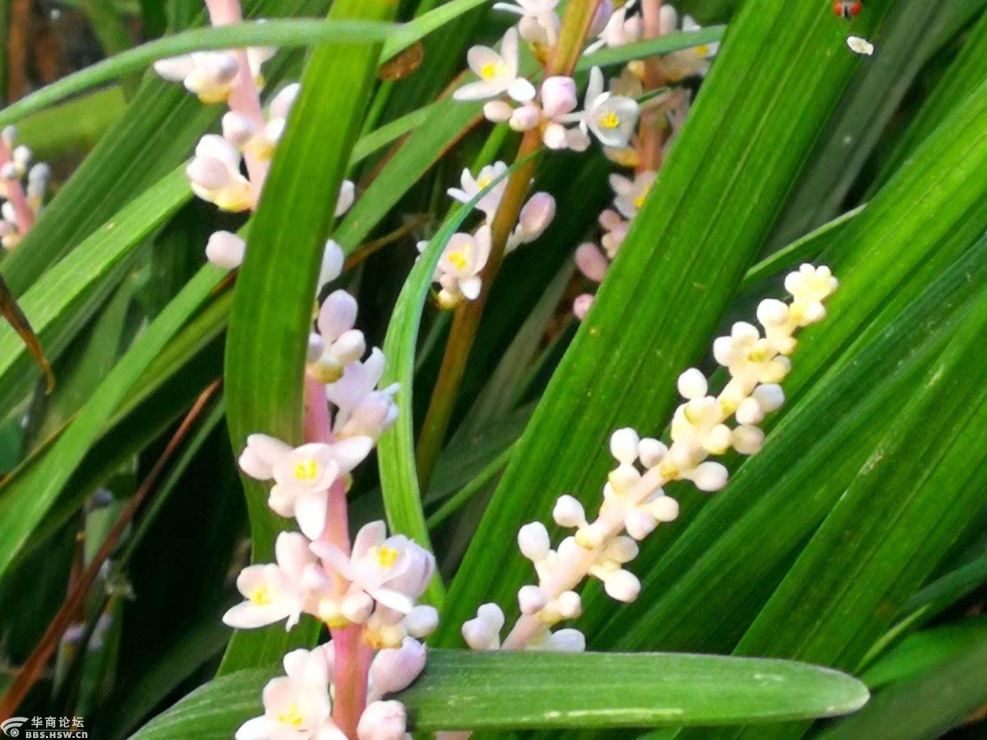 烈日下的吉祥草