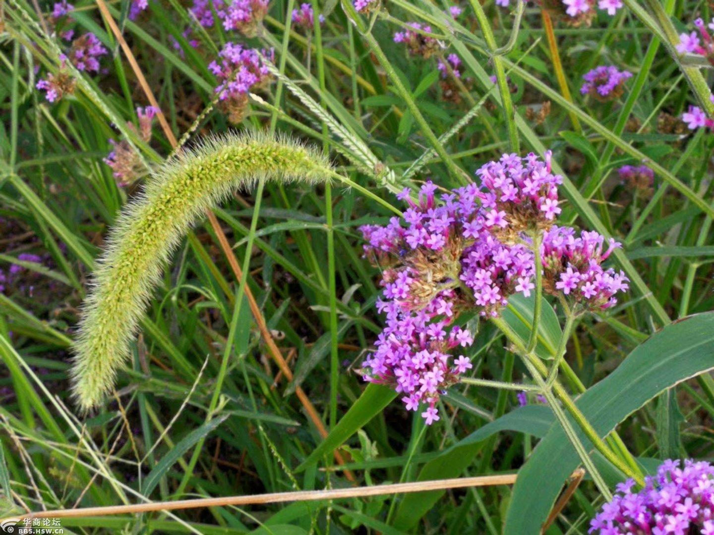 蓝紫色的马鞭花