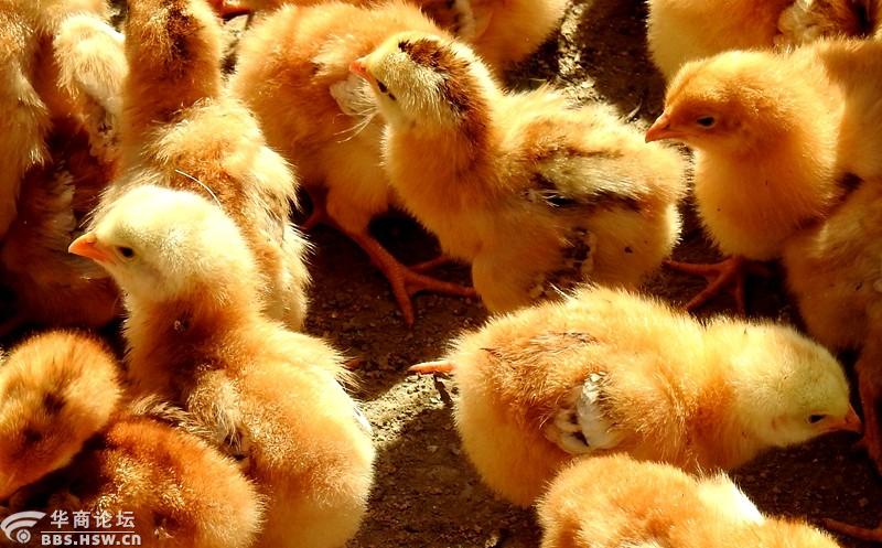 可爱的小雏鸡!