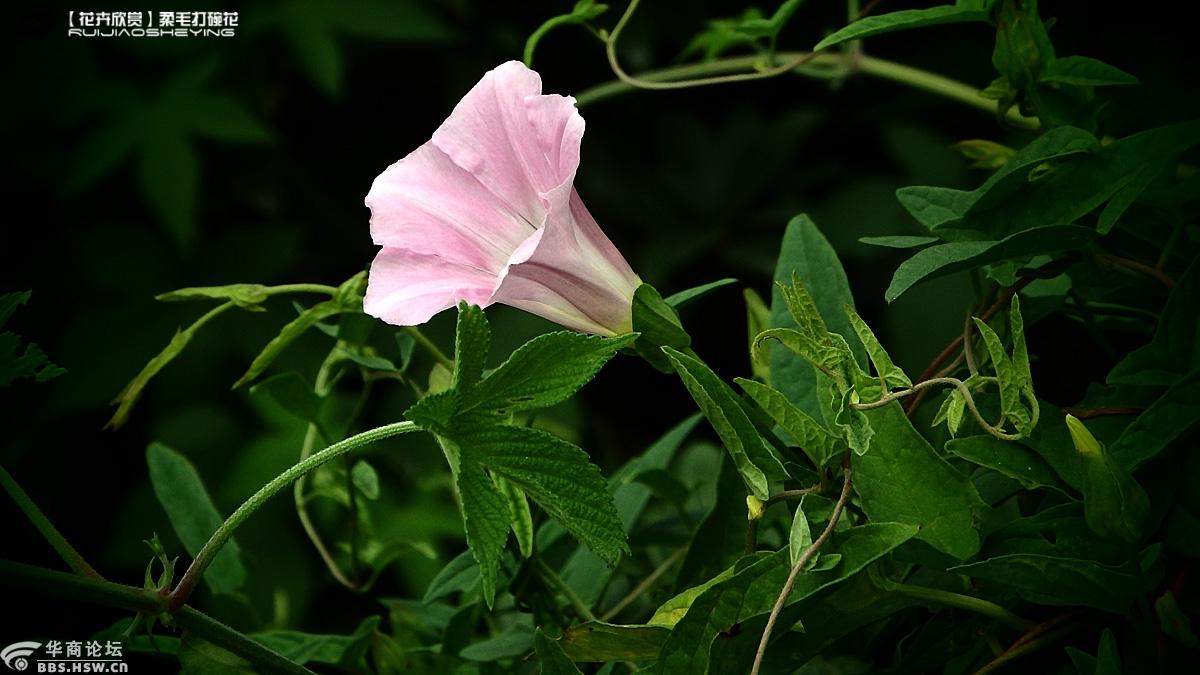 花卉欣赏柔毛打碗花