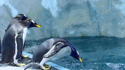 400_225gif 动态图 动图