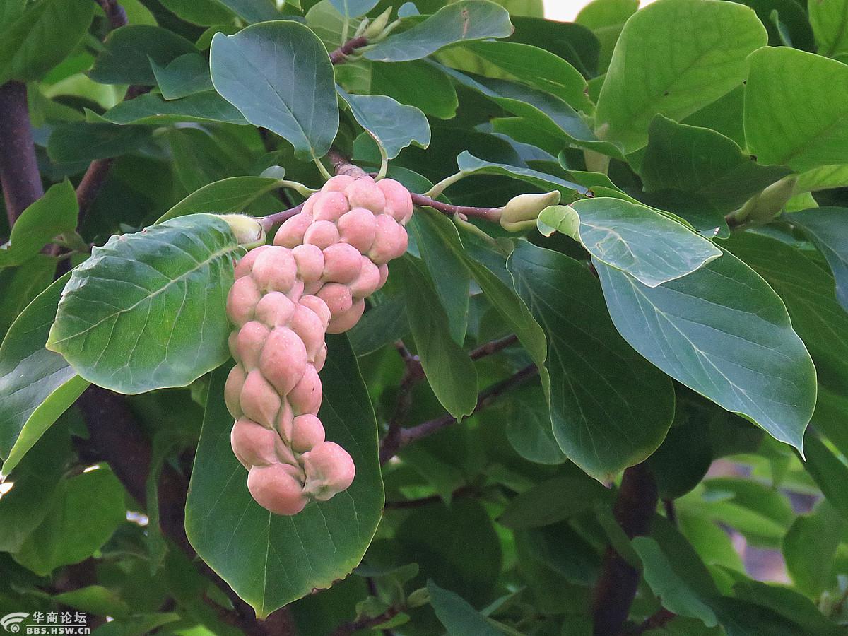 奇形怪状的玉兰花果