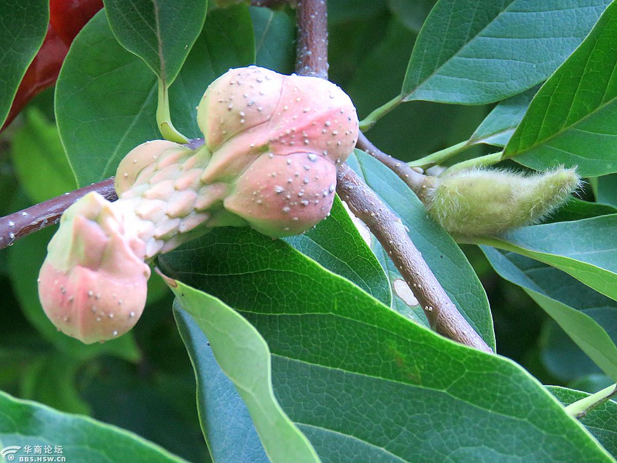 奇形怪状的玉兰花果