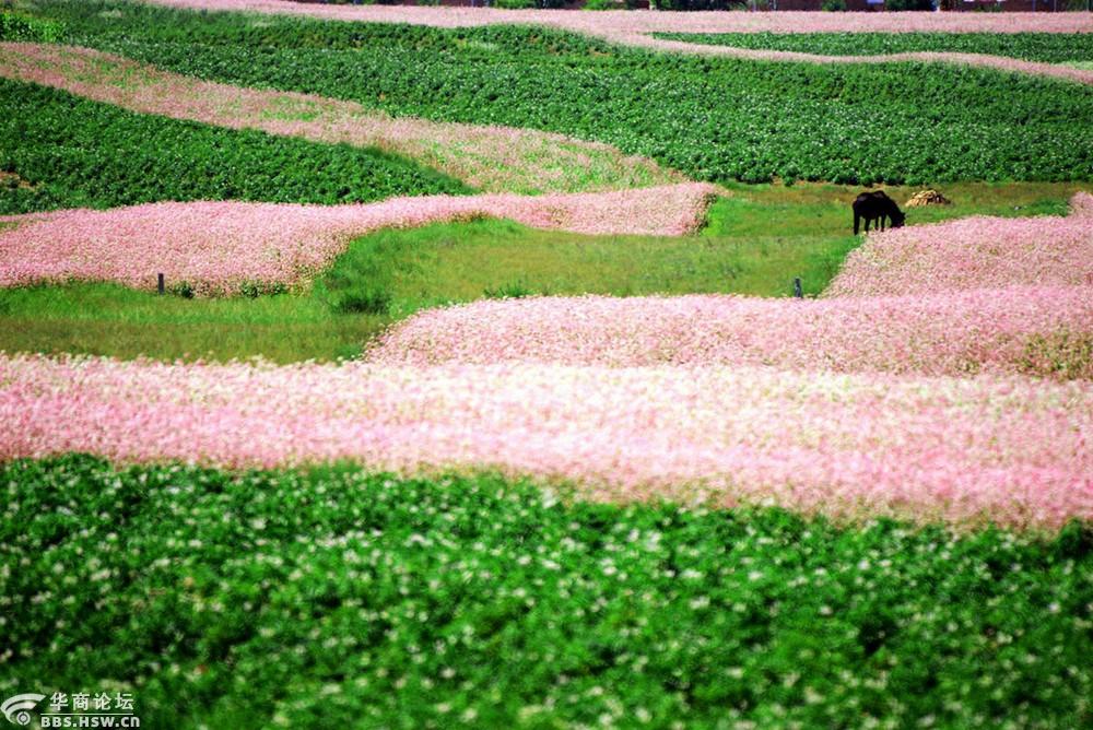 勇者无畏户外8月18日22日25日梦幻荞麦花海媲美茶卡多彩盐池摄影2日