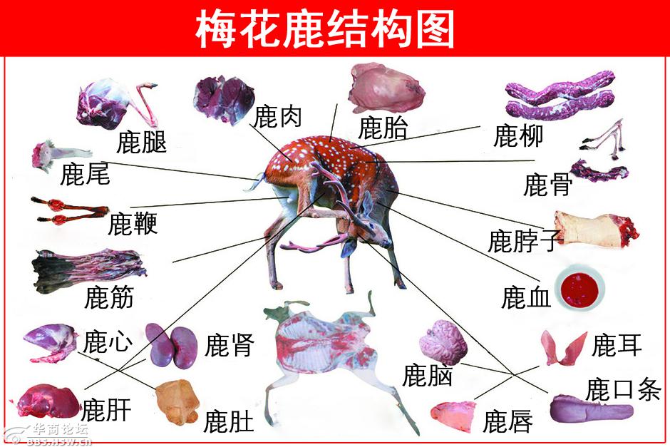 梅花鹿众宝聚集