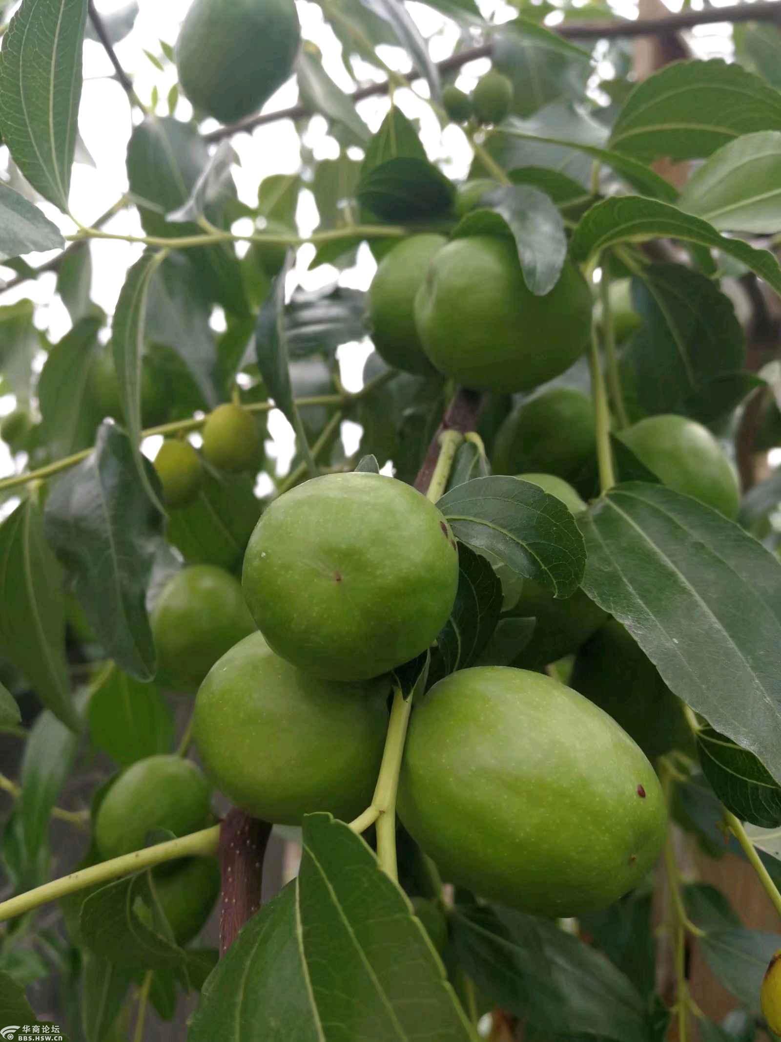 巨型酸枣2号露面比红枣还大