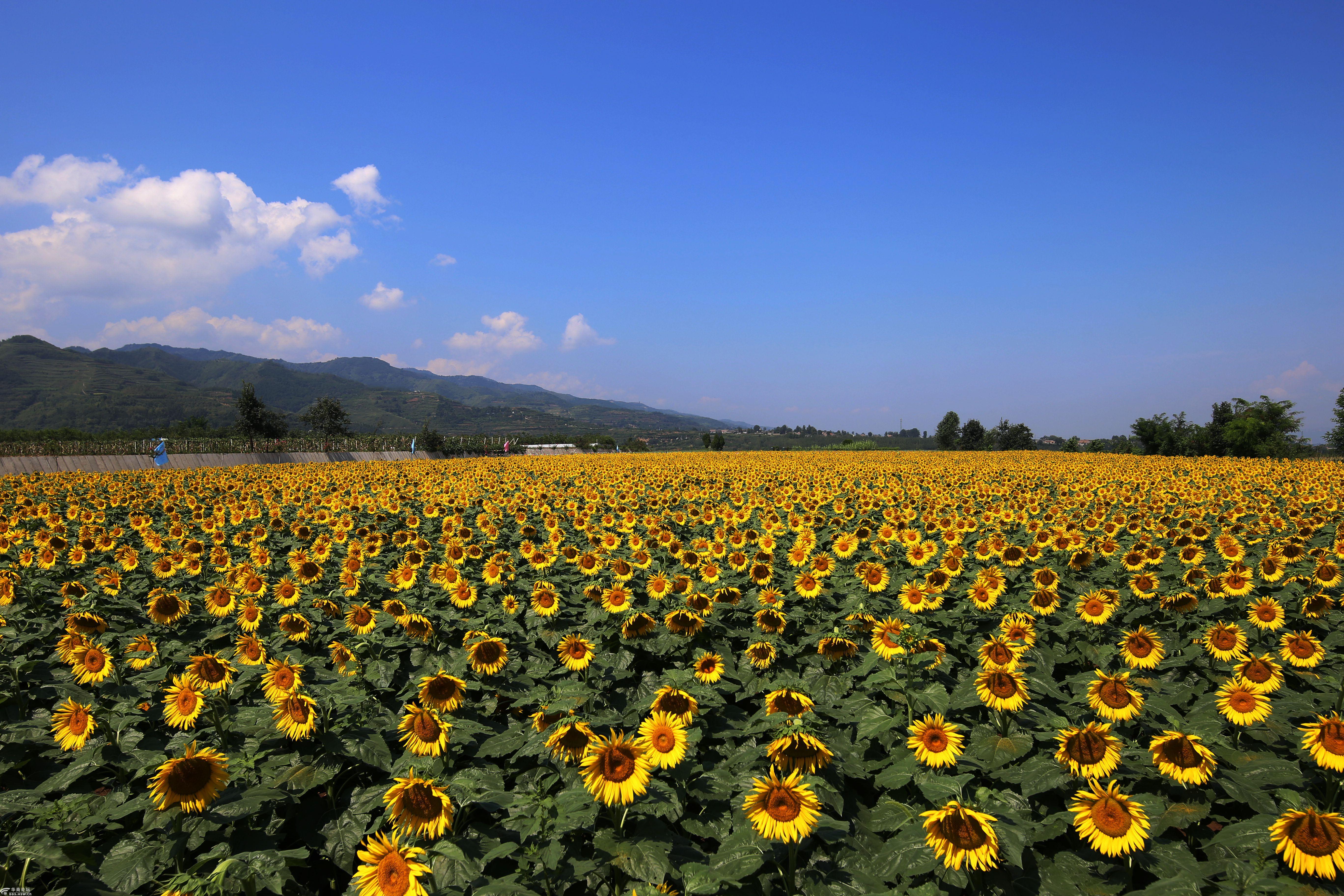 百亩葵花花正艳 草坪山庄欢迎您-游山玩水-华商论坛