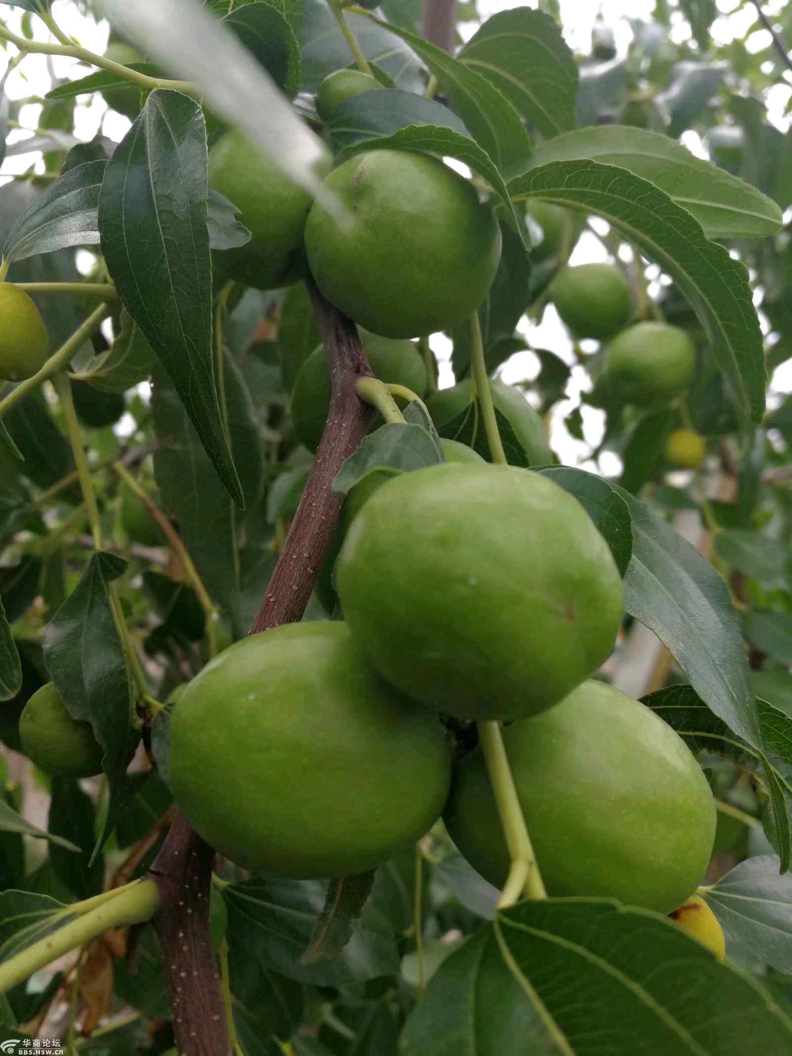 巨型酸枣2号露面比红枣还大