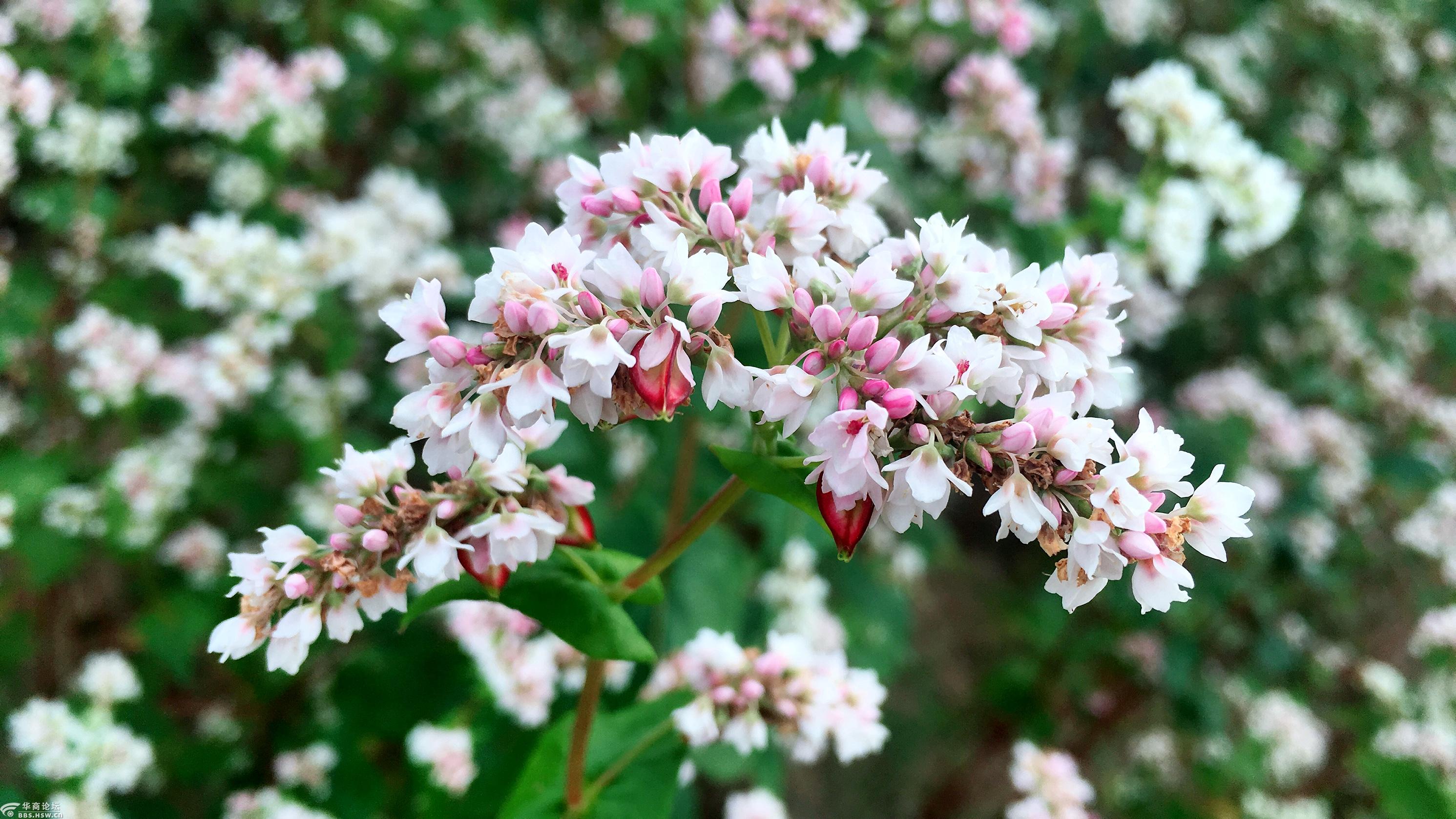 25-26号醉美荞麦花海,明长城359旅革命遗址,定边盐