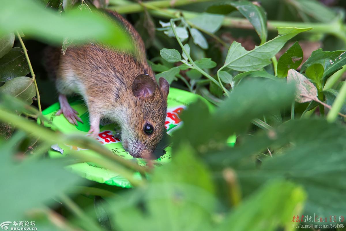 偷食的老鼠