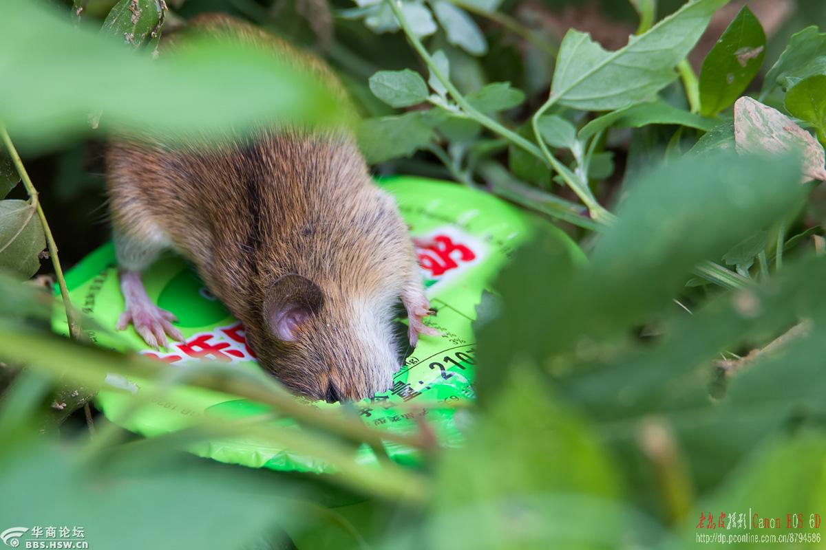 偷食的老鼠