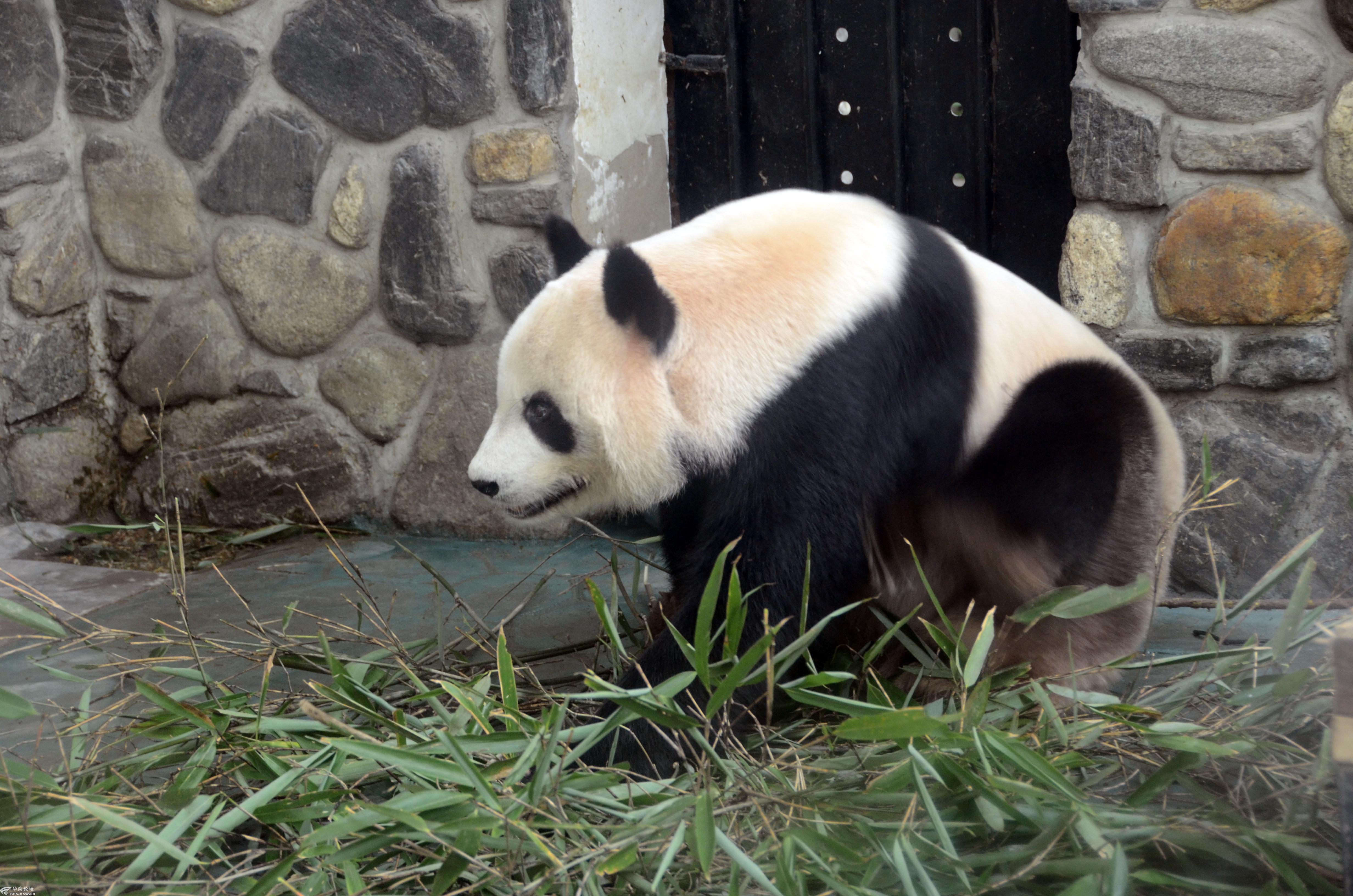 中国珍稀动物保护区陕西秦岭佛坪熊猫谷