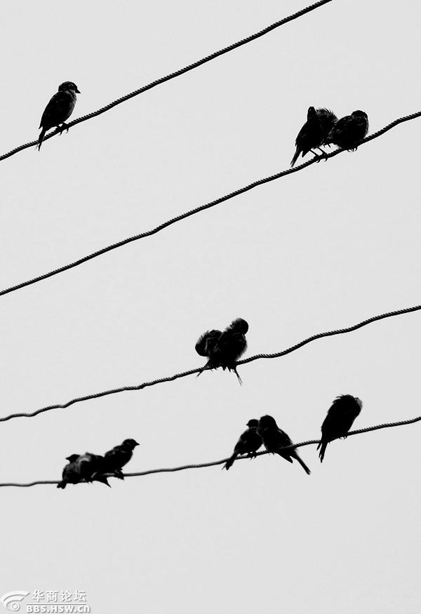 电线上的麻雀剪影