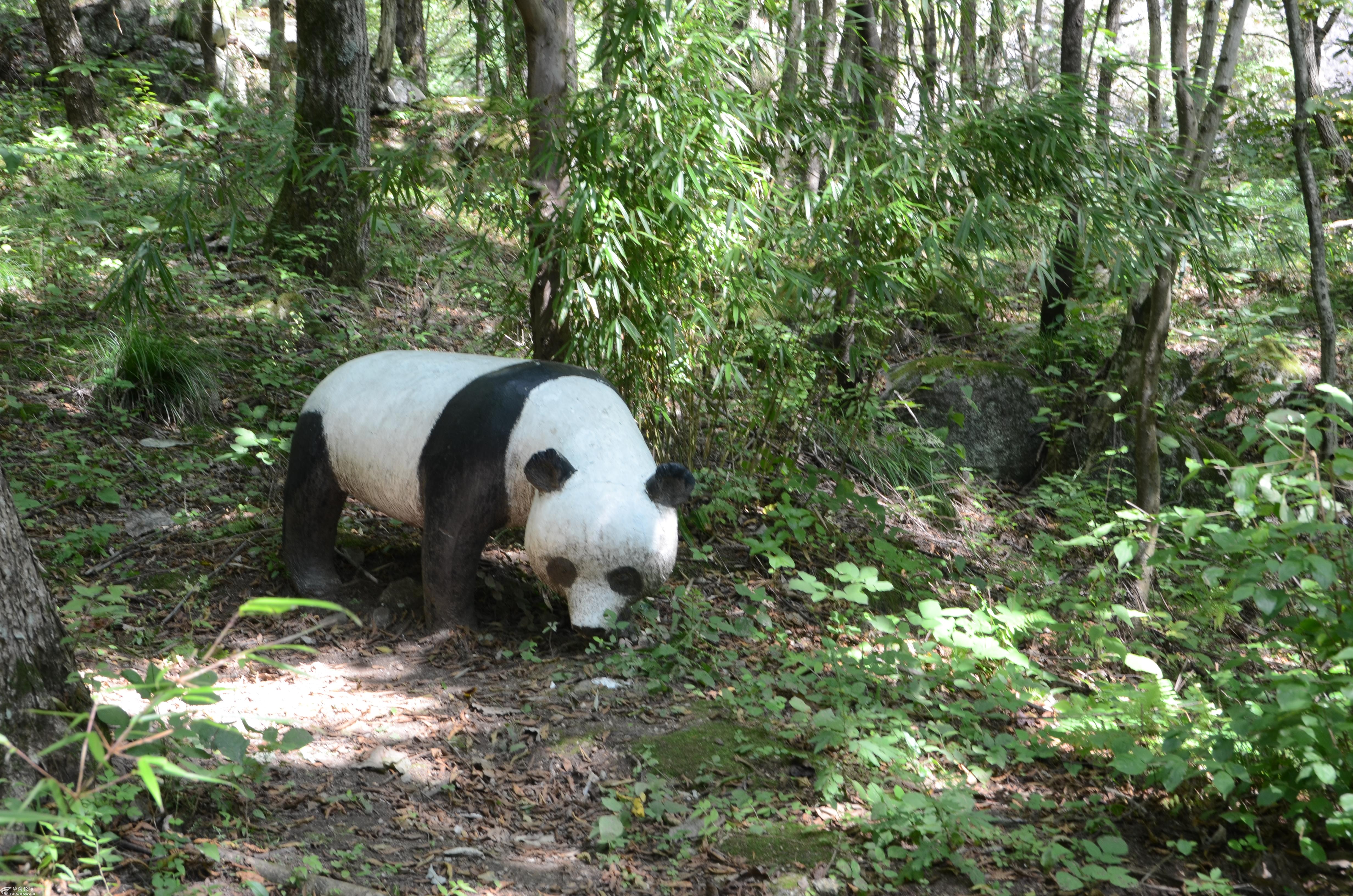 中国珍稀动物保护区陕西秦岭佛坪熊猫谷