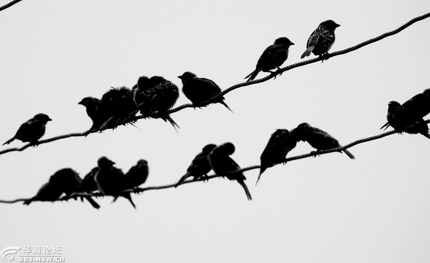 电线上的麻雀剪影!