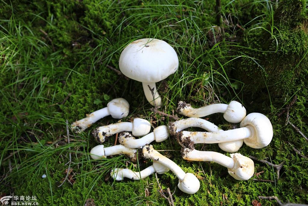 贺兰山白蘑菇,也是可食用的美味