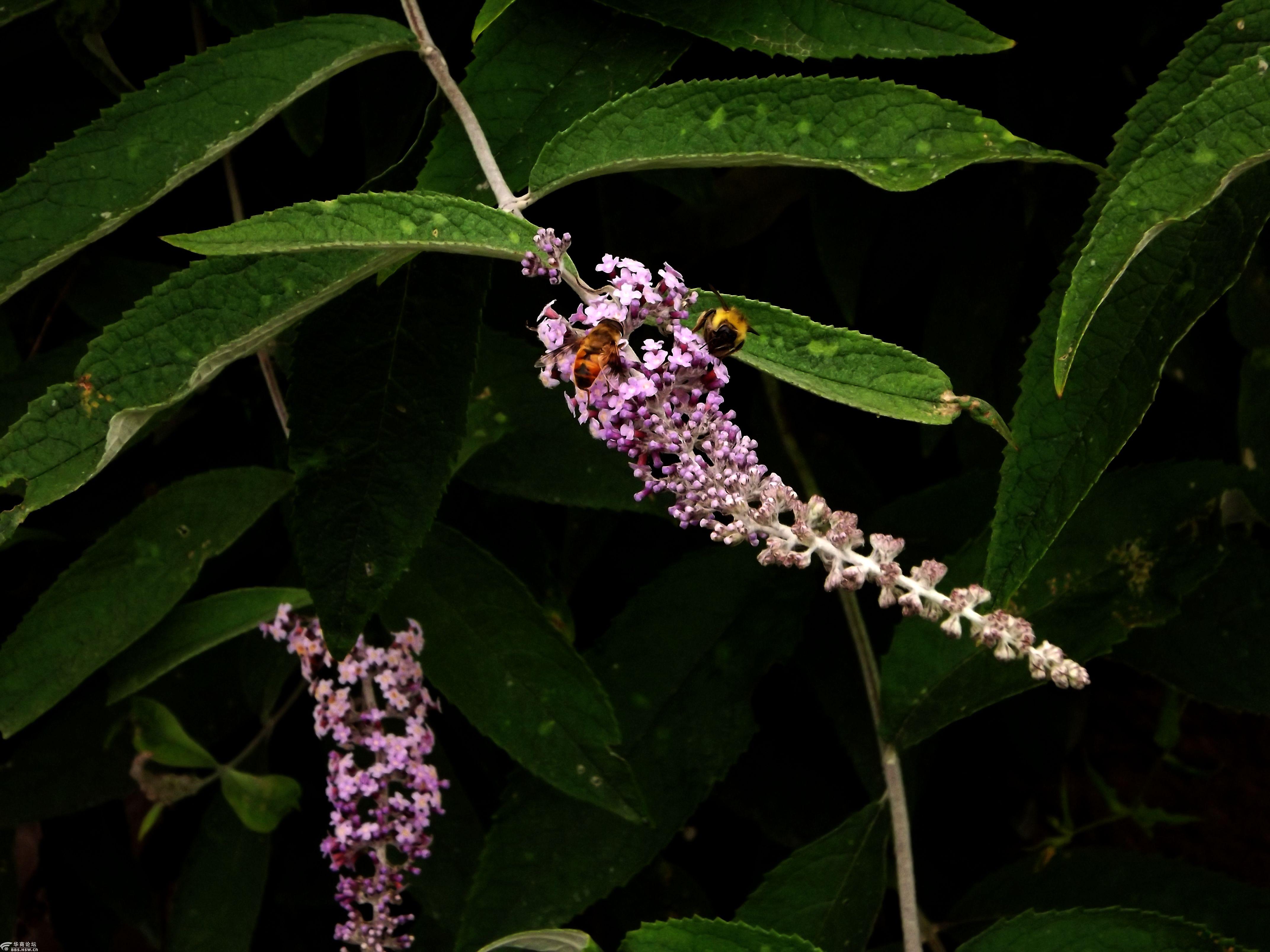 行摄飞扬秦岭花草82千屈草