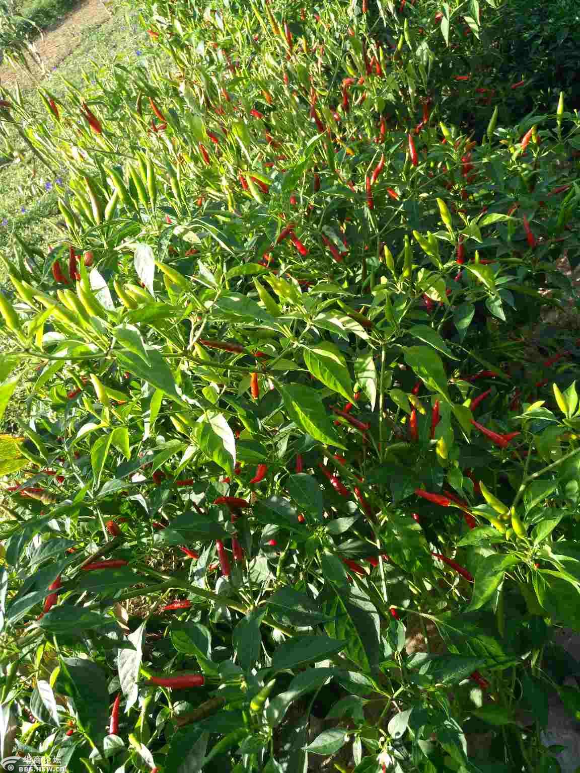 洛南县政府扶贫种植朝天椒基地丰收啦