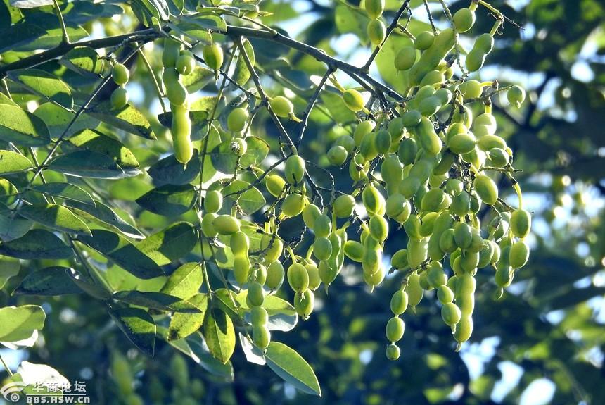 果实累累槐豆豆!
