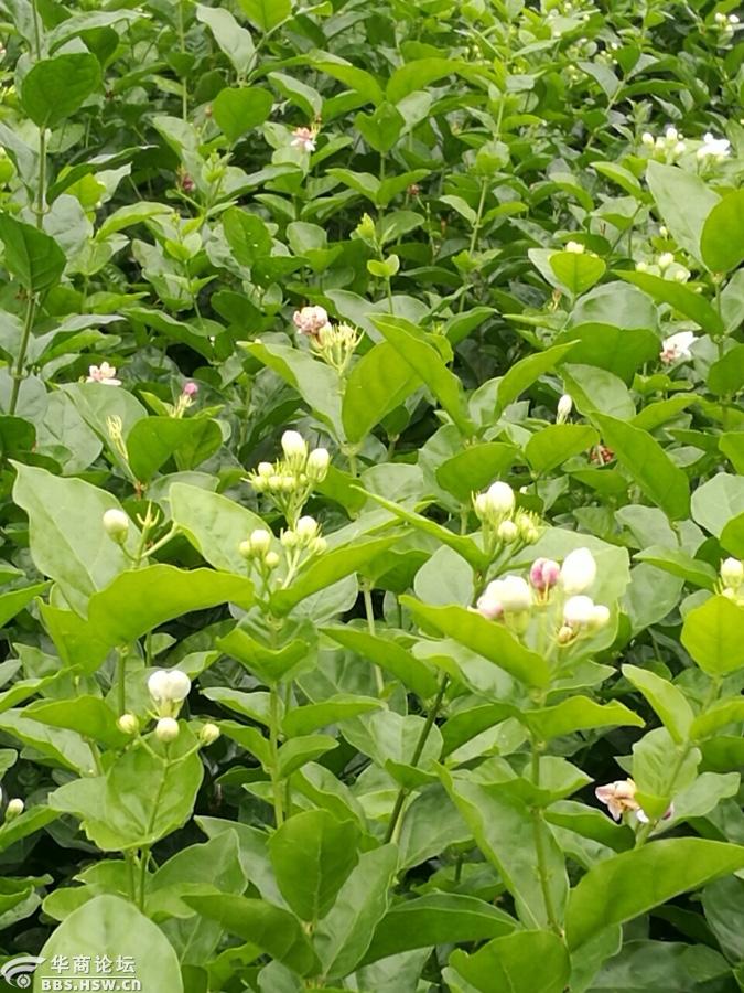 放眼茉莉花海