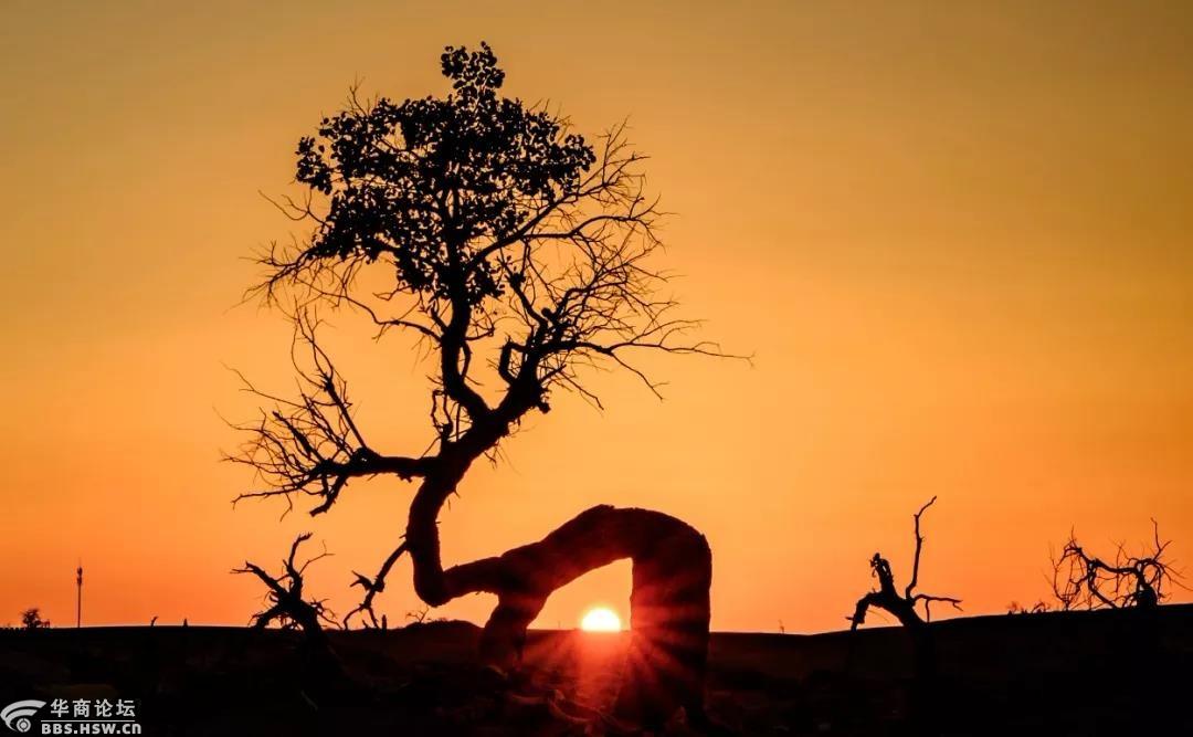 双动五日游金秋胡杨林额济纳旗陪你去看天荒地老