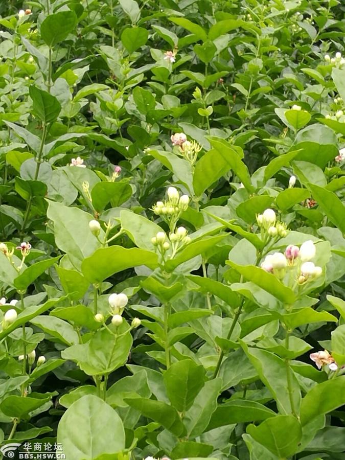 放眼茉莉花海