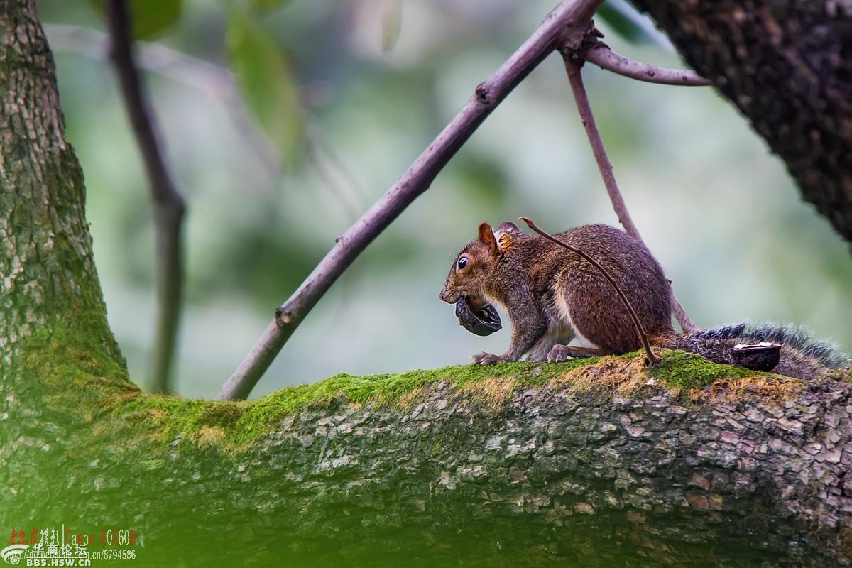 松鼠吃核桃