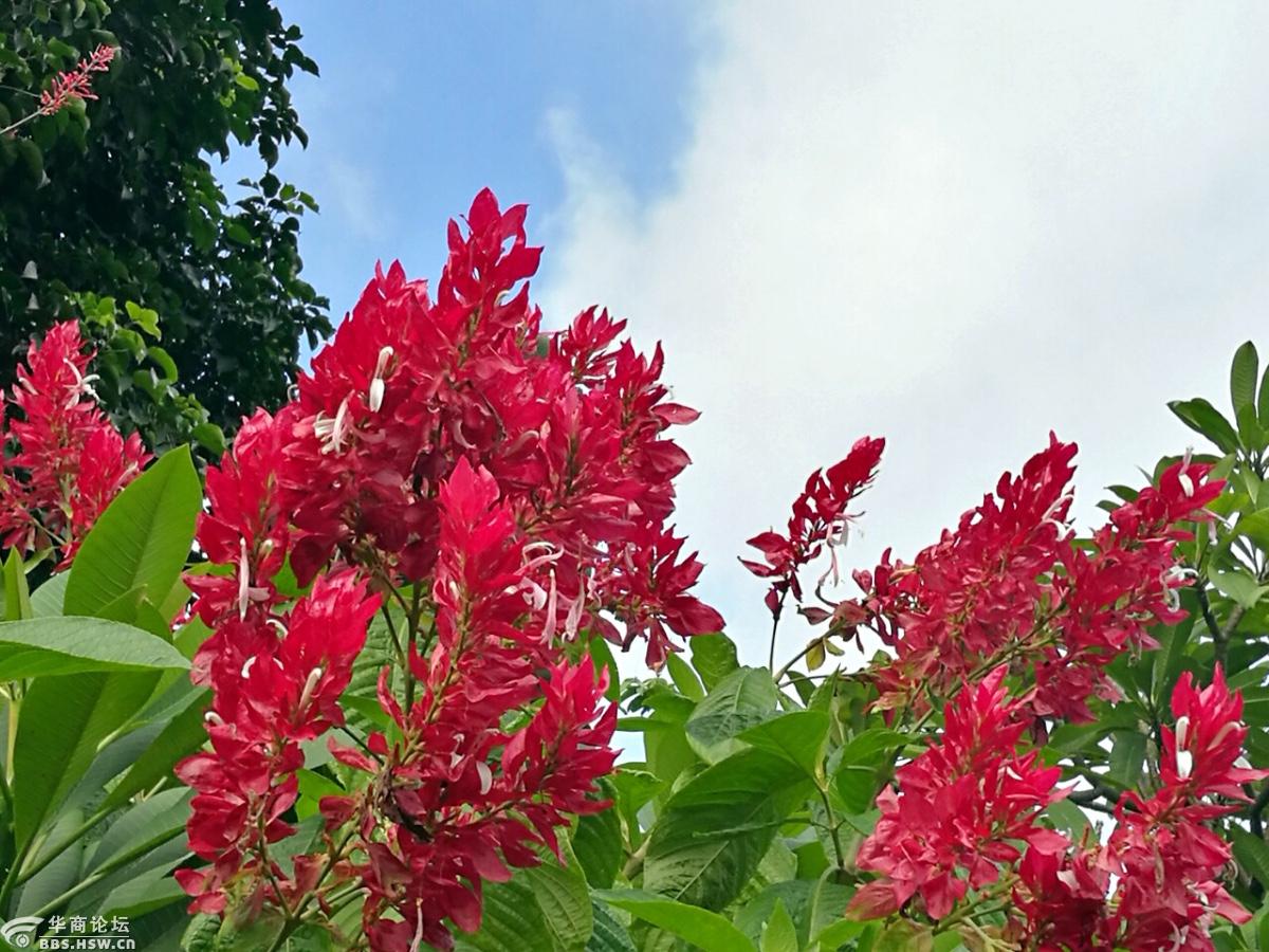 串串红花燃上蓝天