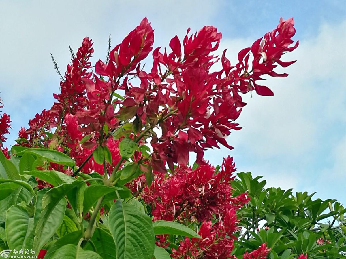 串串红花燃上蓝天