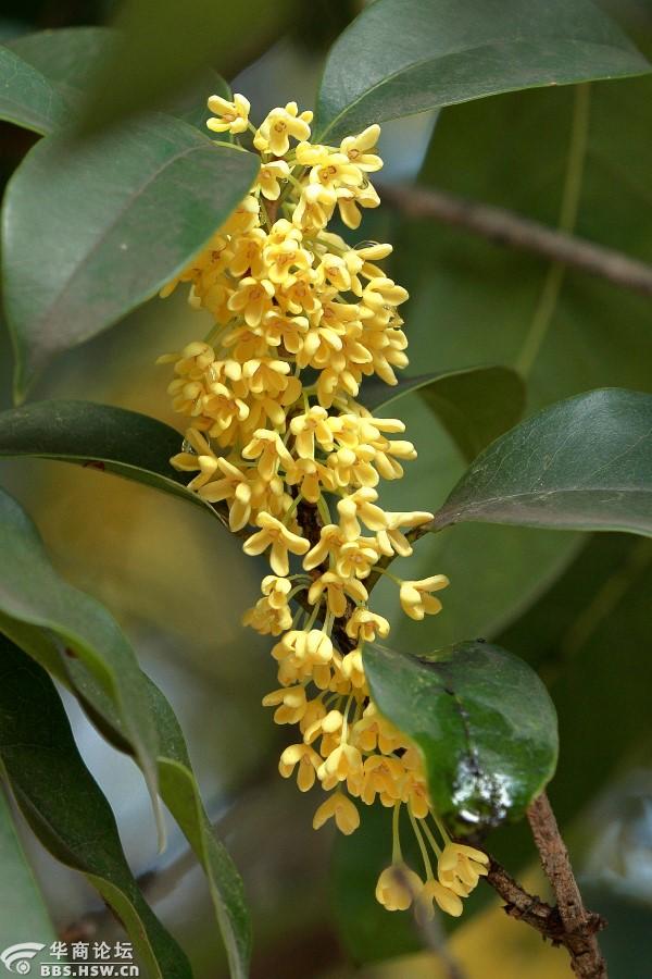 秋风微拂秋意兴桂香轻盈满院庭碧云香花金玉叶闲看秋日好风景