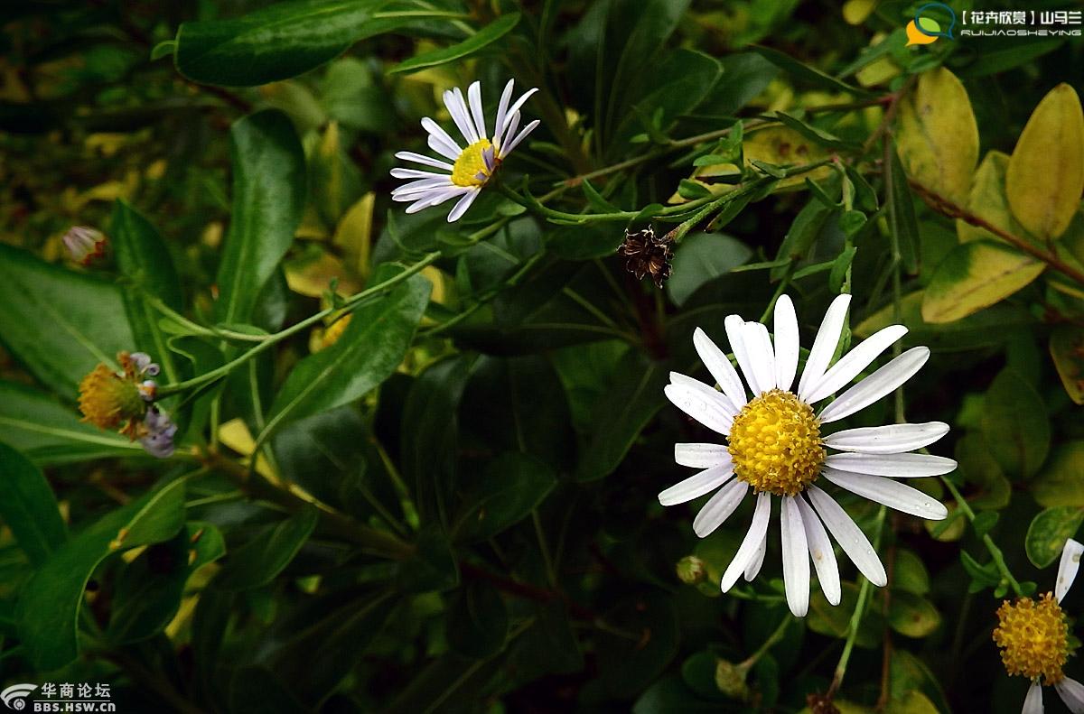 花卉欣赏山马兰